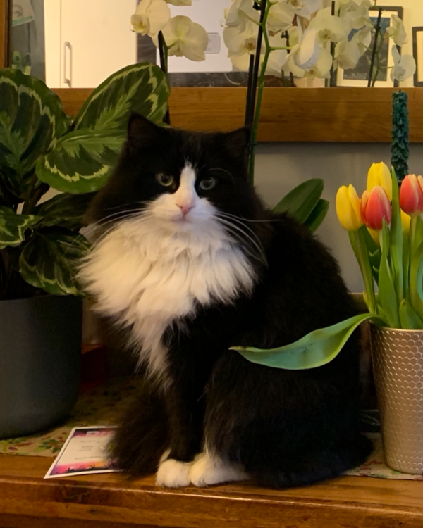 Found Cat - Weymouth