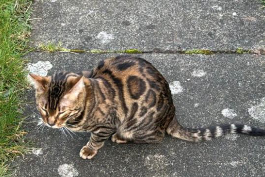 Found Cat - Birmingham