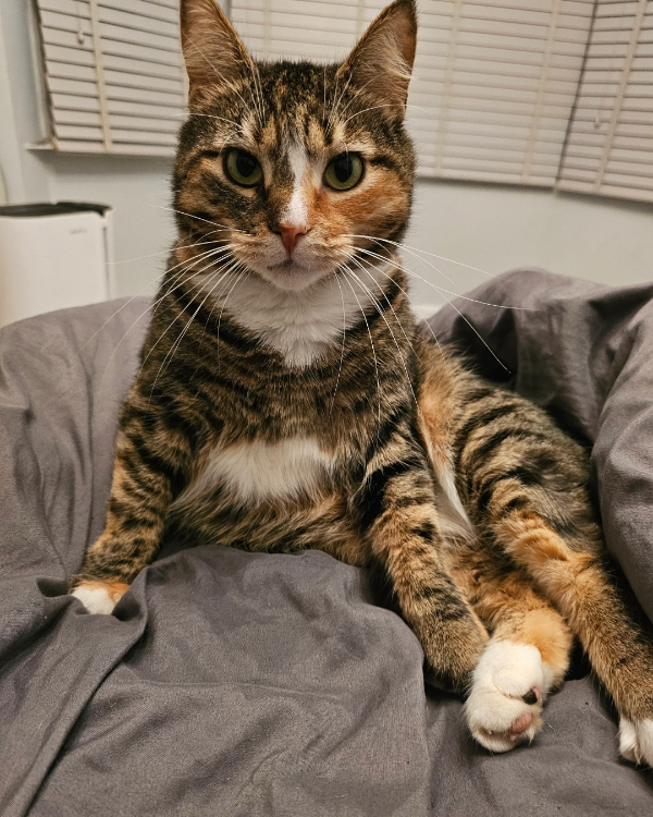 Found Cat - Coventry