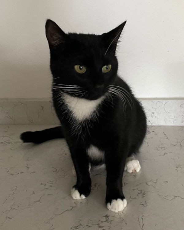 Missing Cat - Longframlington