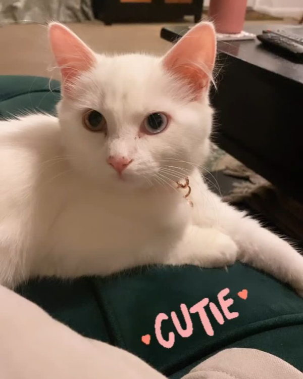 Missing Cat - Mulbarton