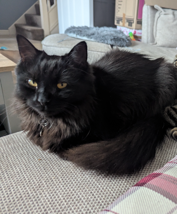 Found Cat - Ashington