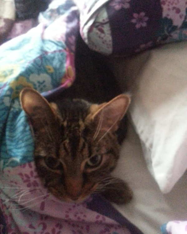 Missing Cat - Newton on Trent