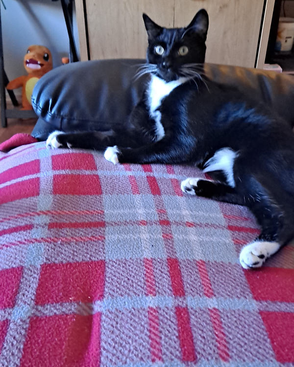 Missing Cat - Greenock