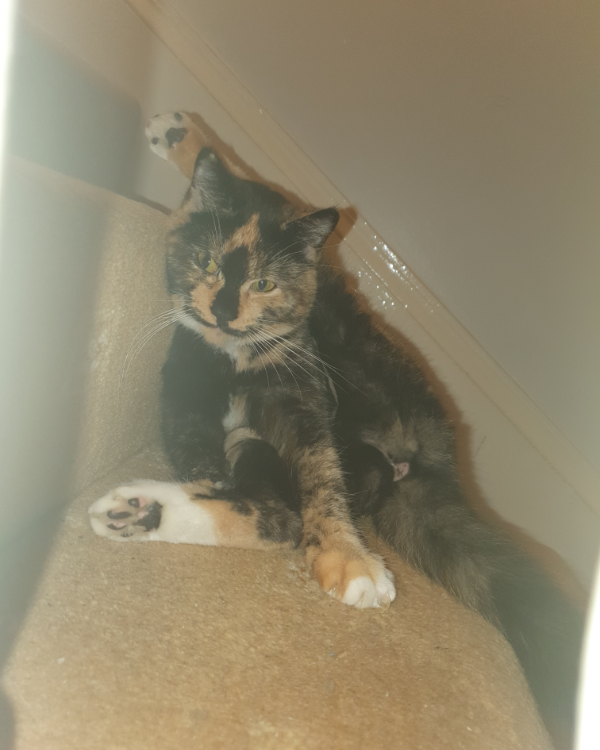 Missing Cat - Londonderry