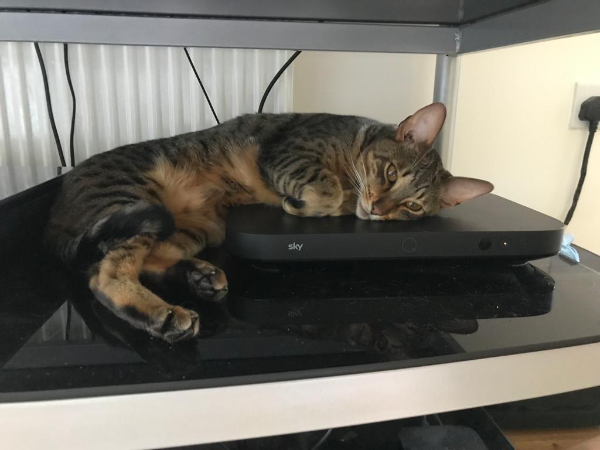 Missing Cat - Shaftesbury