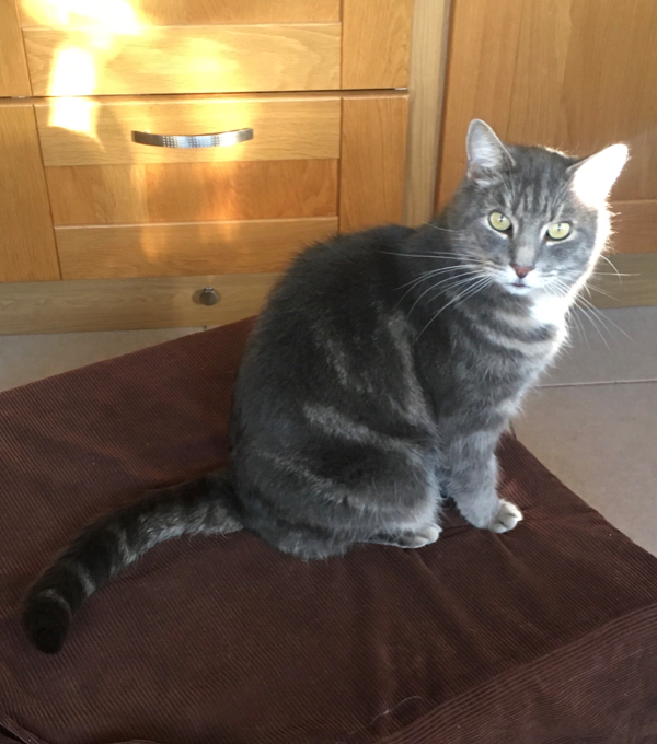 Missing Cat - Axminster
