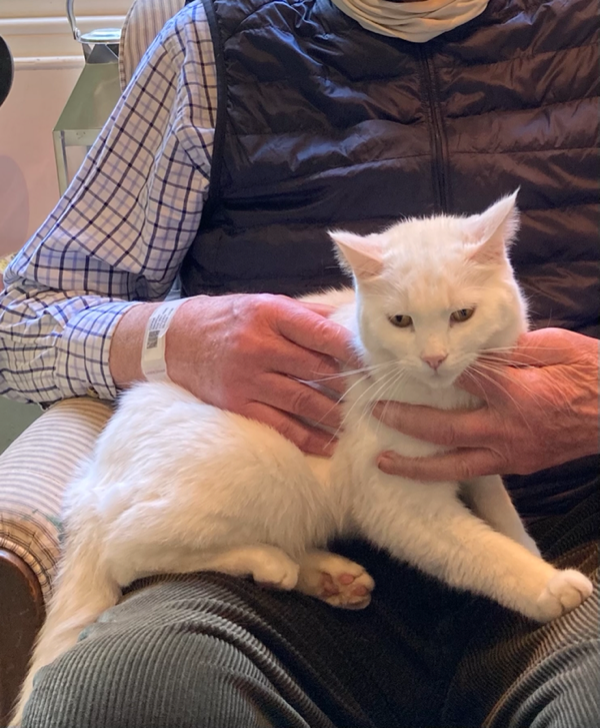 Found Cat - St Columb Major