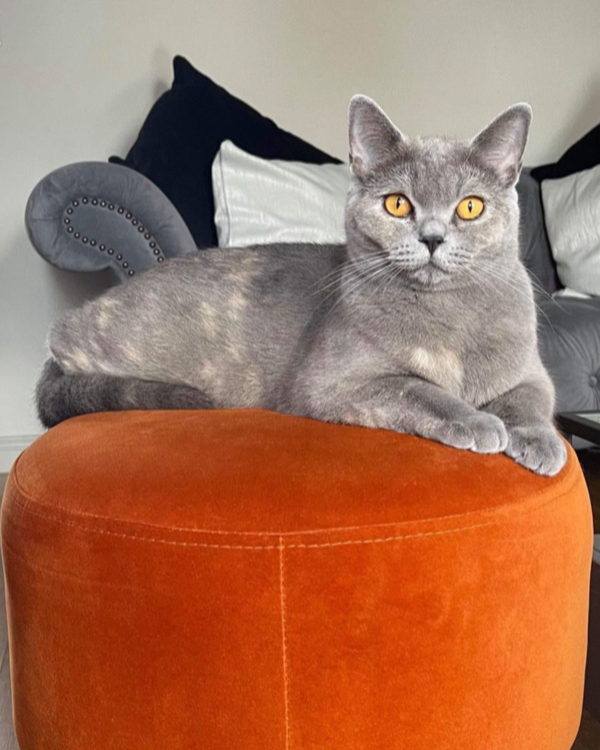 Missing Cat - Straid