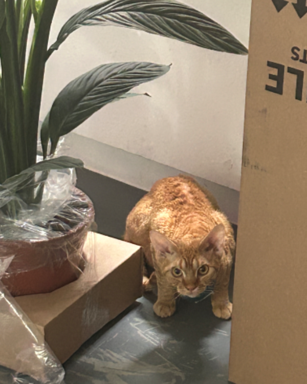 Found Cat - Bethel, Gwynedd