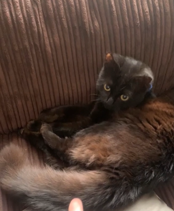 Missing Cat - Ashington