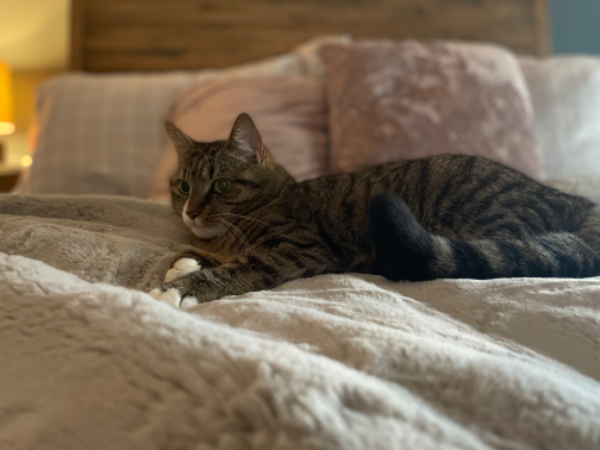 Missing Cat - Little Ribston