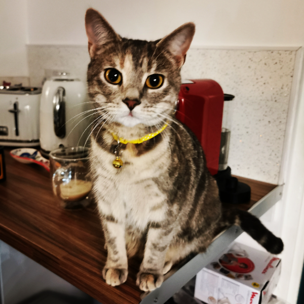 Missing Cat - Dreghorn