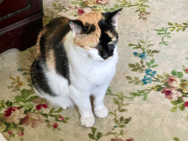 Missing Cat - Hunmanby