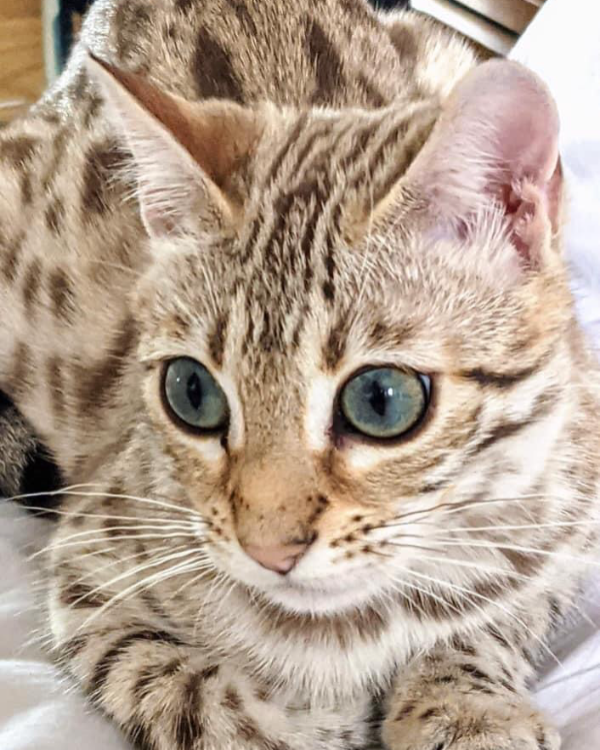 Missing Cat - Forbes Street, Alloa 