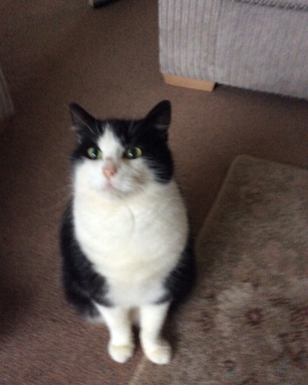 Missing Cat - Bridlington