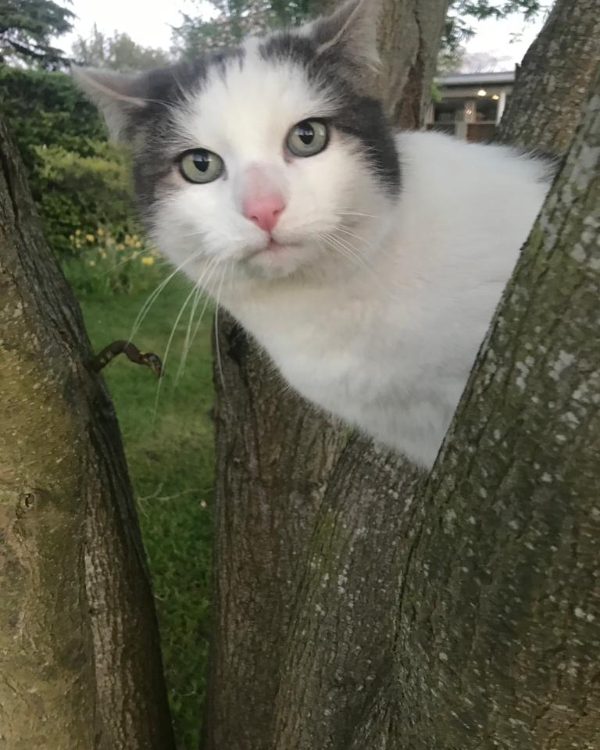 Missing Cat - Nantlle
