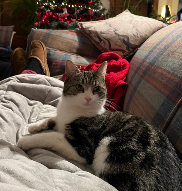 Missing Cat - Cambus