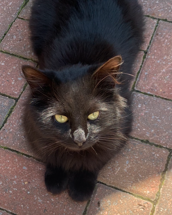 Missing Cat - Barrow-in-Furness