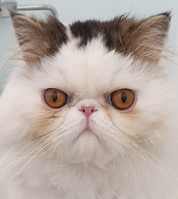 Missing Cat - Glenrothes