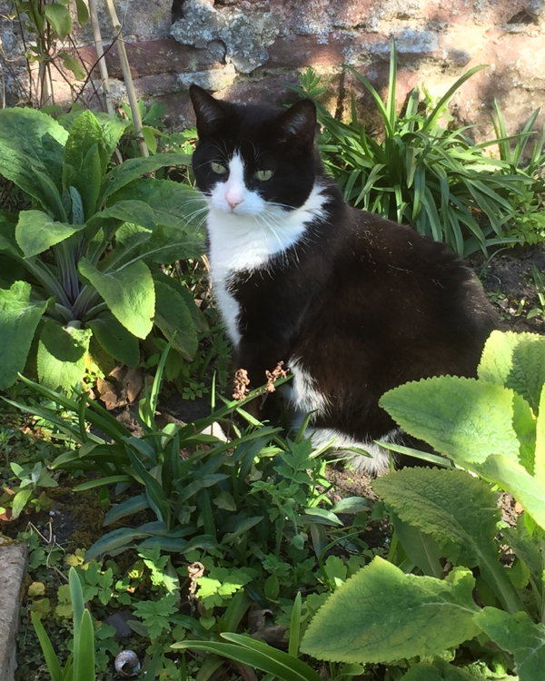 Missing Cat - Montrose