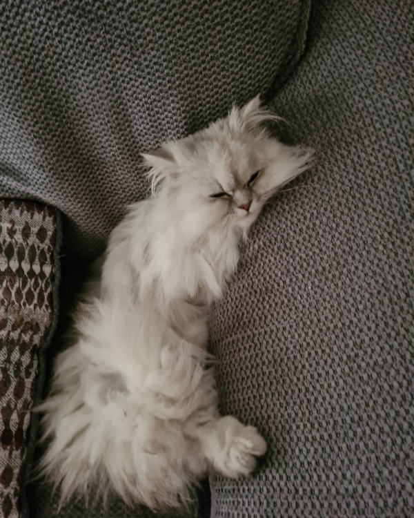 Missing Cat - Weymouth