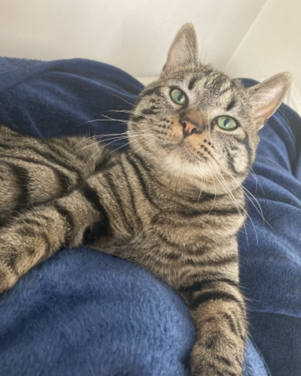 Missing Cat - Enniskillen