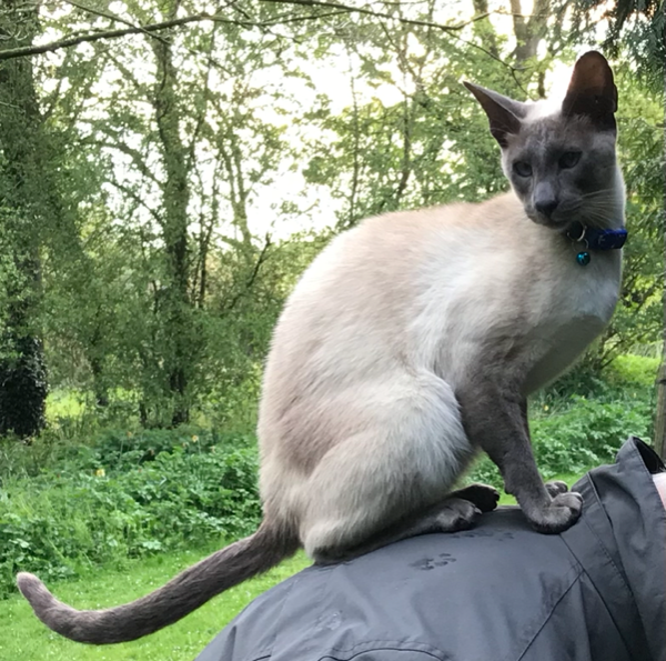 Missing Cat - Wincanton