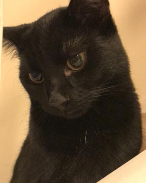 Missing Cat - Glenrothes