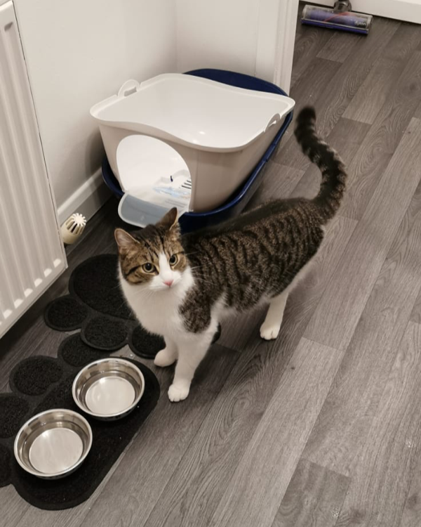 Missing Cat - Kilmarnock