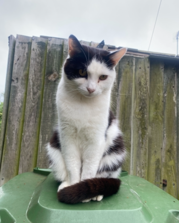 Missing Cat - Heacham