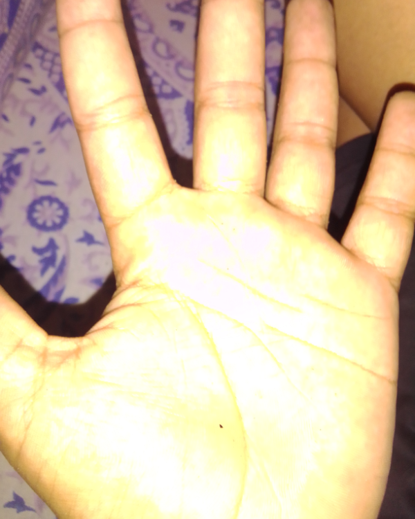 Missing Cat - Chikkanahally