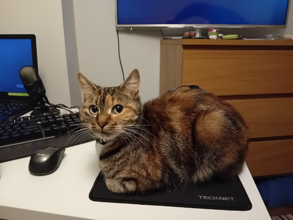 Found Cat - Plymouth