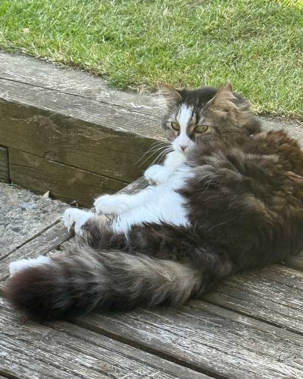 Missing Cat - Chippenham