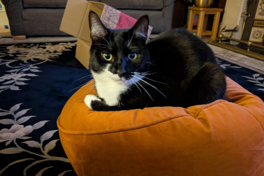 Missing Cat - London