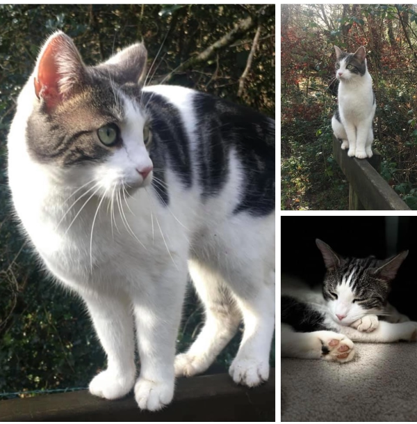 Missing Cat - Torpoint