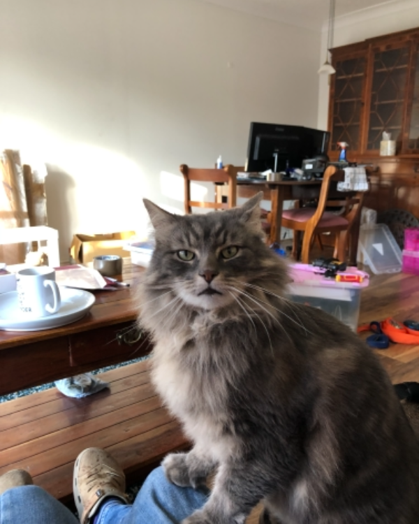 Missing Cat - Stoke Ferry