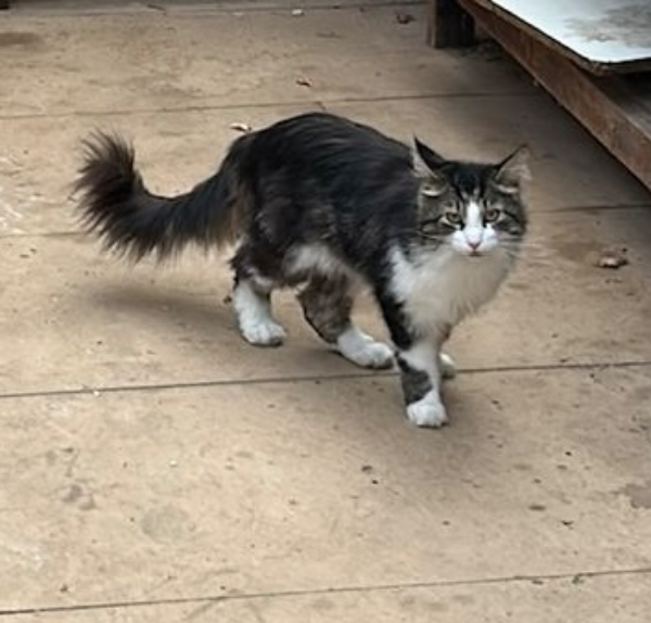 Found Cat - Norwich