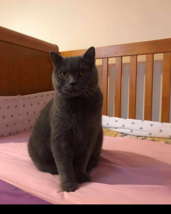 Missing Cat - Scarborough