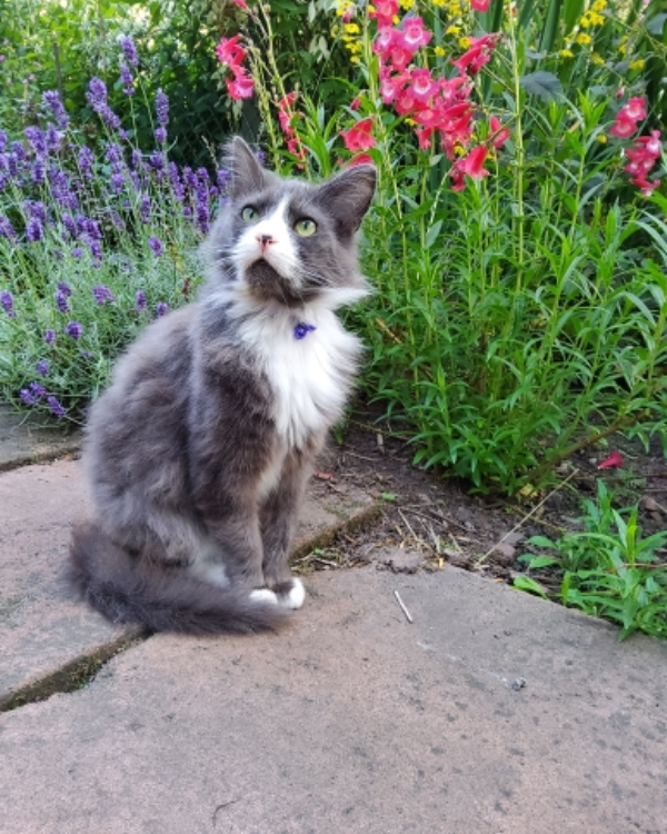 Missing Cat - Penrith