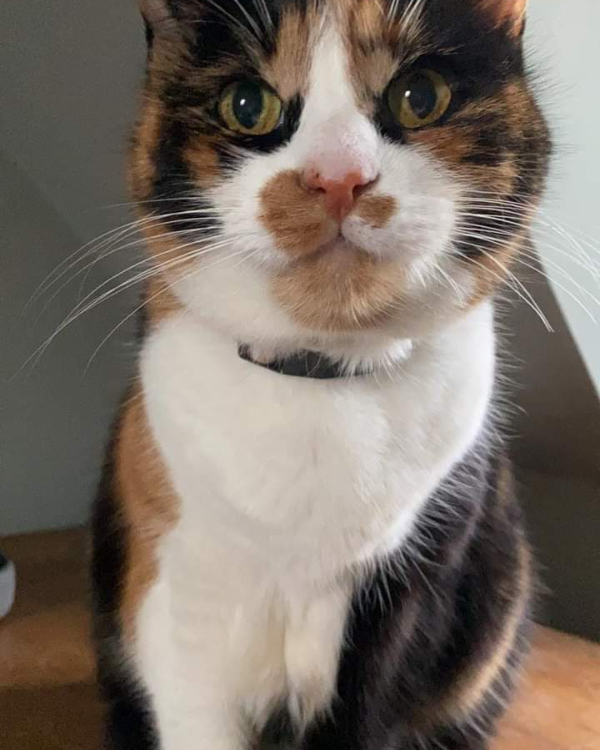 Missing Cat - Defynnog