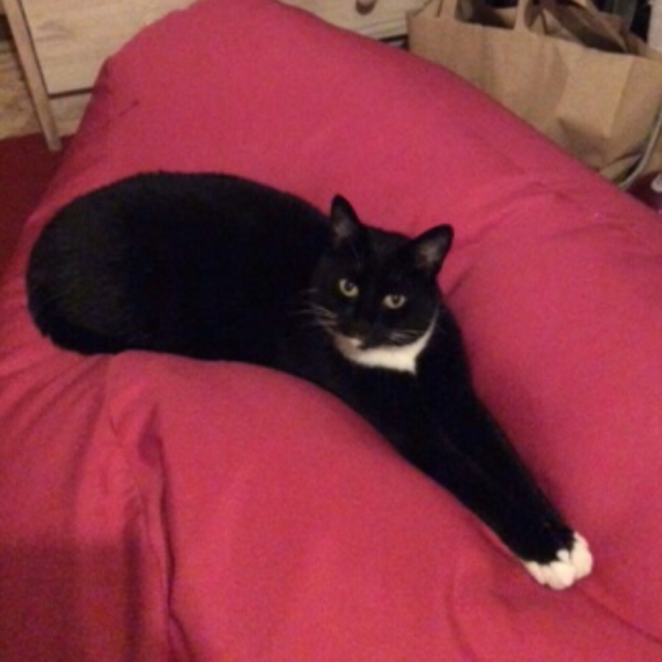 Missing Cat - Coalisland