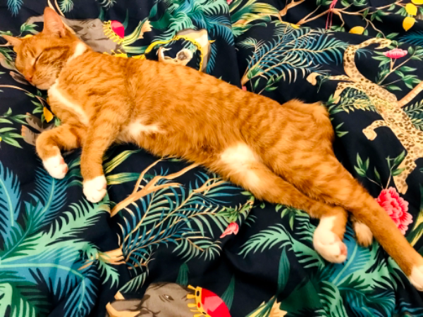 Missing Cat - Bangor