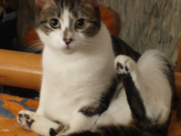 Missing Cat - Darlington