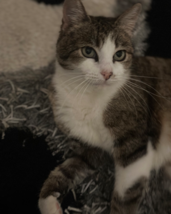 Missing Cat - Curtea de Argeș