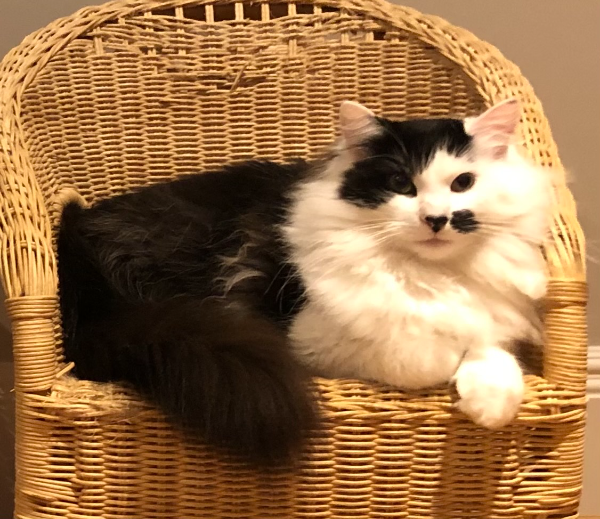 Missing Cat - Stuston