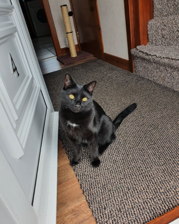 Missing Cat - Ballingry