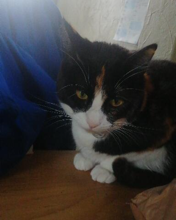 Missing Cat - Kendal