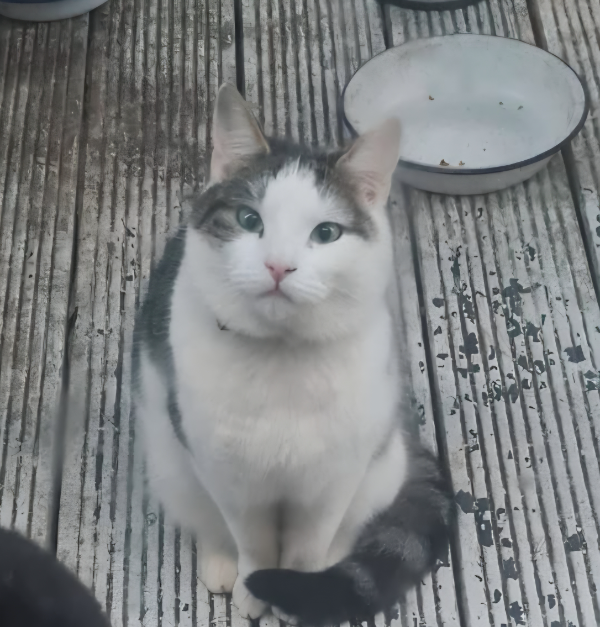 Found Cat - Rayleigh