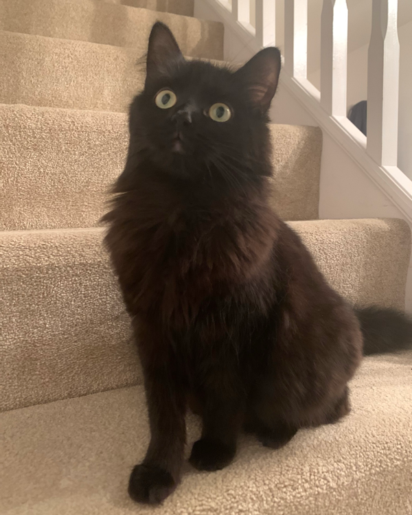 Missing Cat - Salisbury